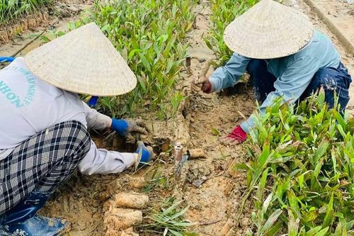 Phục hồi rừng sau bão, lũ