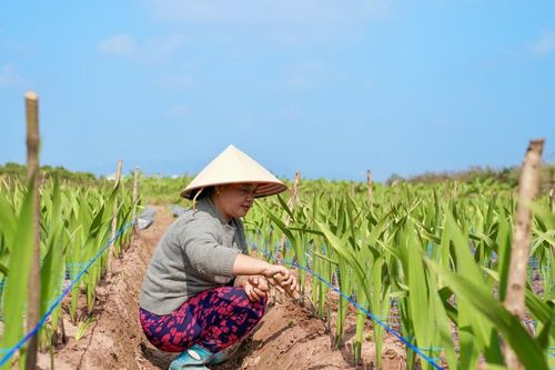 Tất bật chăm hoa tết