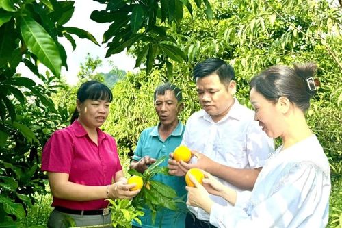 Nhiều kết quả trong giảm nghèo tại phường Trung Tâm