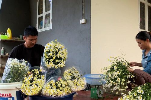 Bắt nhịp xu hướng trồng cúc họa mi hiệu quả