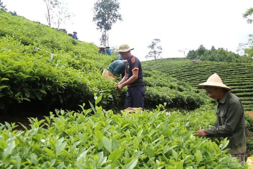 Lào Cai: Năm 2025, giá trị sản xuất từ chè búp tươi đạt trên 960 tỷ đồng