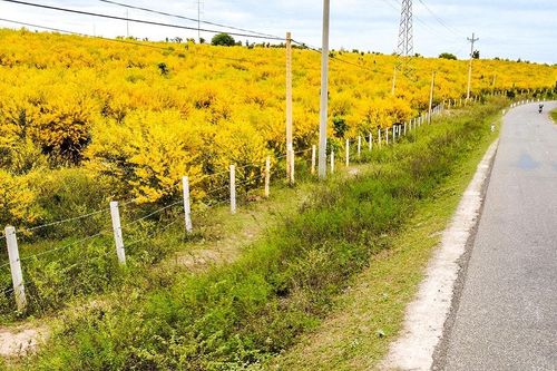 Về Lâm Đồng biển xanh ngắm sắc vàng của rừng tràm