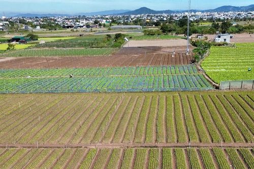 Trên những cánh đồng rau an toàn vụ tết