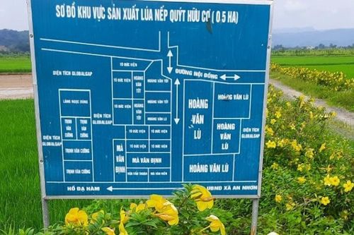 Lâm Đồng chuyển đổi hơn 4.840 ha cây trồng trên đất lúa