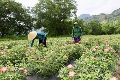 Trao sinh kế, mở lối thoát nghèo bền vững