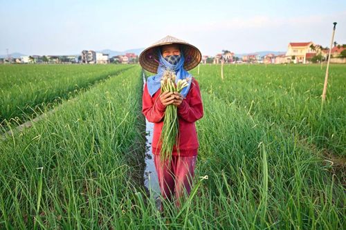 Nông sản sạch tìm đường vào kênh phân phối hiện đại dịp Tết