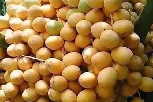 Loại quả 'tốt nhất thế giới', Việt Nam trồng bạt ngàn thành đặc sản nổi tiếng được ưa chuộng, tốt cho sức khỏe