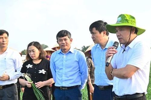 Kết nối nông sản Đồng bằng sông Hồng, mở đường tiêu thụ vụ đông dịp Tết