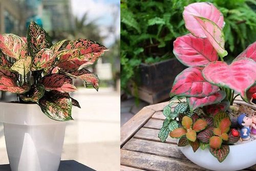 Top cây cảnh để bàn thờ chiêu tài lộc, may mắn cực tốt