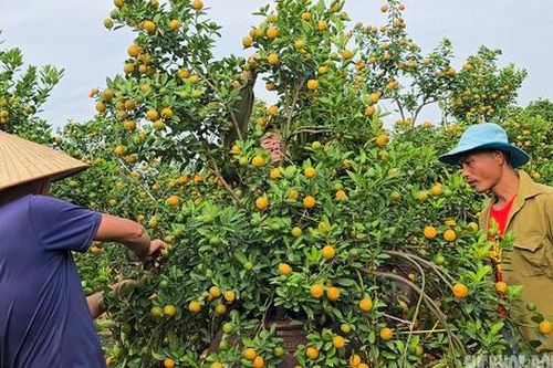 Người dân Tứ Liên hối hả đưa quất 'vào thế'