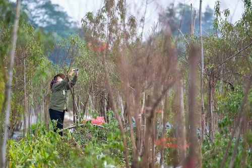 Nhật Tân rộn ràng mùa tuốt lá đào, sẵn sàng bung sắc dịp Tết Bính Ngọ 2026