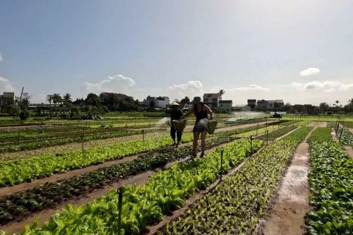 Vùng rau Trà Quế Hội An sẵn sàng đón tết