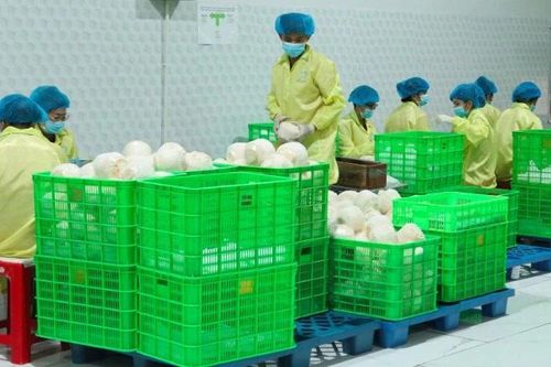 Thích ứng các tiêu chuẩn mới của EU để duy trì xuất khẩu