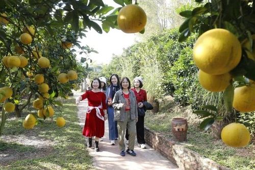 'Du lịch mùa quả chín' - điểm hẹn mới của Bắc Ninh