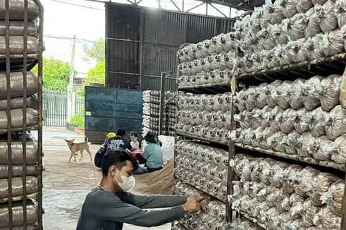 Hoàn thiện quản lý sở hữu trí tuệ cho sản phẩm địa phương