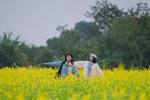 Cánh đồng hoa cải vàng rực rỡ ven sông Đuống thu hút du khách cuối năm