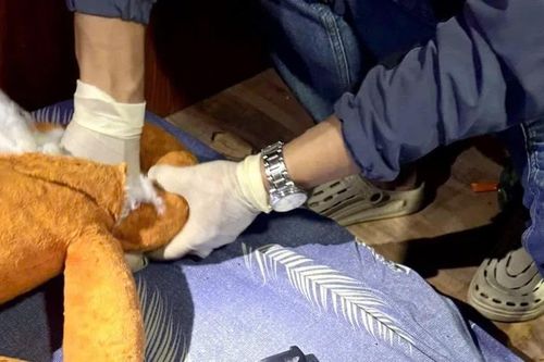 Vụ án ma túy lớn nhất Đắk Lắk: Huy động 200 cảnh sát, máy xúc và chó nghiệp vụ đào tung 2.000m² vườn tìm tang vật