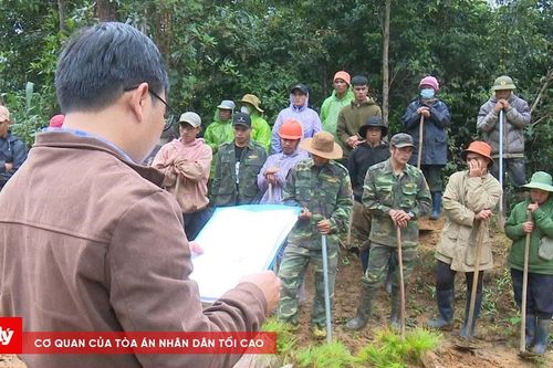 Xử phạt 4 trường hợp chiếm đất rừng sản xuất trái phép