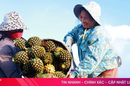 Trồng dứa liên kết mở hướng phát triển kinh tế nông nghiệp tại Hà Tĩnh