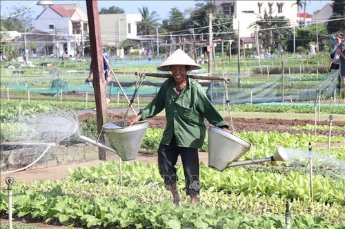 Làng rau Trà Quế xanh lại hy vọng mùa Tết