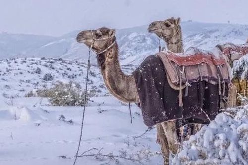 Thời tiết dị thường ở Trung Đông: Tuyết phủ sa mạc, Iran sơ tán 40.000 người