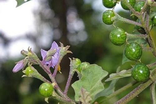 Loại quả mọc dại có vị đắng đặc trưng nay thành đặc sản, đặc biệt ngon khi nấu cùng thịt ba chỉ