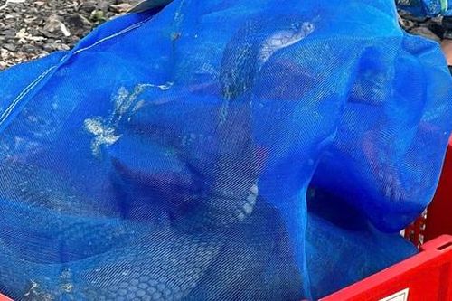 Số phận 676 cá thể rắn hổ mang vận chuyển 'lậu' ở Quảng Trị sẽ ra sao?
