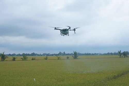 Hiệu quả từ mô hình ứng dụng máy bay không người lái trong canh tác lúa