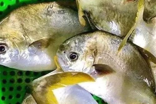 Loại cá đứng đầu 'tứ quý ngư', thịt mềm béo ít tanh, dù 300kg/ký vẫn đắt hàng