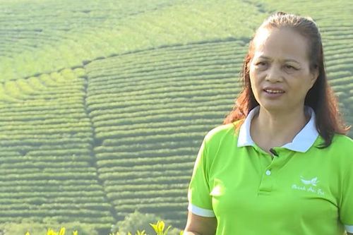Chè La Bằng: Gieo thương hiệu, gặt sinh kế bền vững