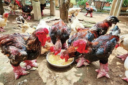 Giải mật tuyệt kỹ nuôi gà Đông Tảo