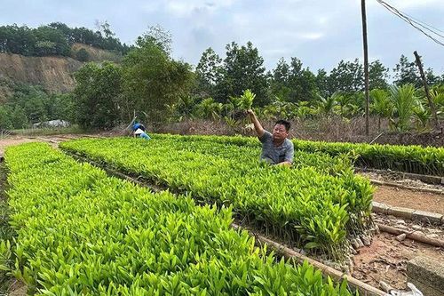 Luận Thành đẩy mạnh công tác giảm nghèo, nâng cao mức sống cho người dân