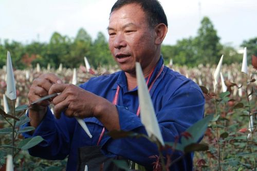 'Vựa hoa' lớn nhất xứ Thanh hối hả bước vào vụ Tết