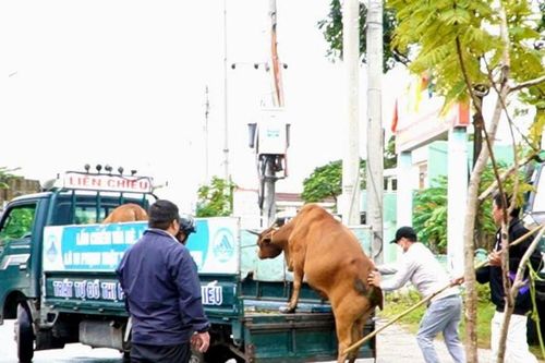 Phường Liên Chiểu tăng cường xử lý bò thả rông