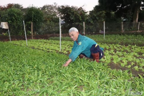 Rau vụ đông, đảm bảo nguồn cung dịp tết