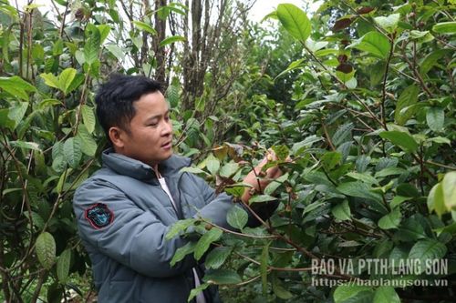 Làm giàu dưới tán rừng
