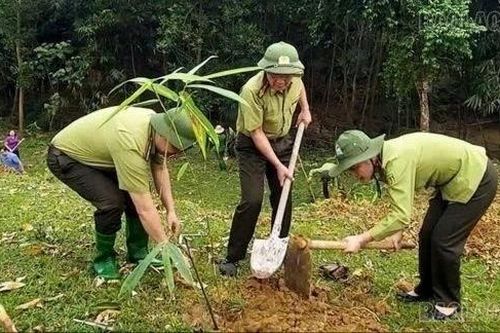 Lào Cai trồng mới rừng sản xuất tăng 39% kế hoạch