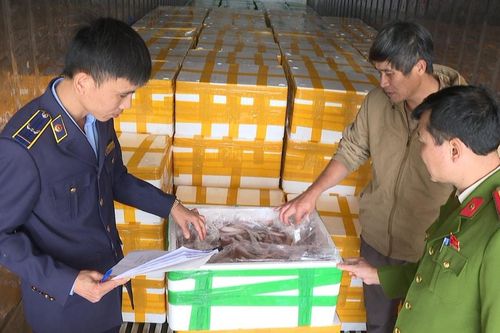 Thanh Hóa: Thu giữ hơn 10 tấn cá khoai chứa chất cấm Formol