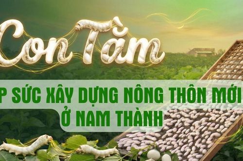 Con tằm góp sức xây dựng nông thôn mới ở Nam Thành