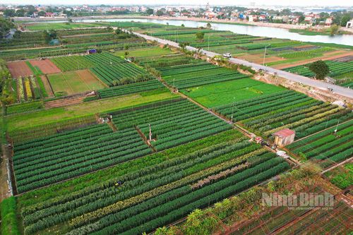 Nông dân Phù Vân tất bật chăm sóc các loại hoa phục vụ Tết Bính Ngọ 2026
