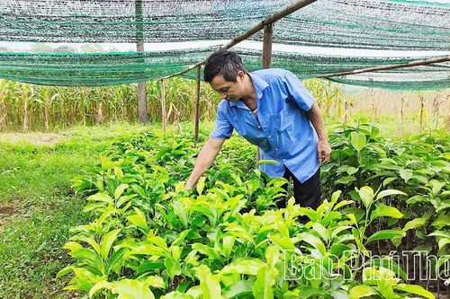 Khâu đột phá trong tái cơ cấu nông nghiệp