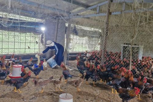 Hỗ trợ sinh kế mở lối thoát nghèo