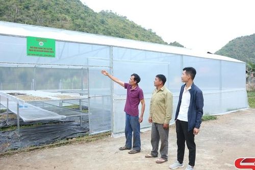 Mô hình canh tác cà phê ở Chiềng La