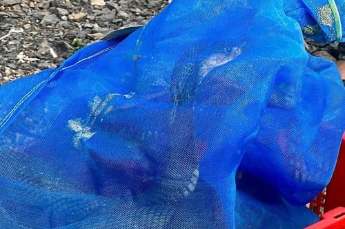 Phát hiện vụ vận chuyển rắn hổ mang trái phép có tổng trọng lượng gần 1000kg