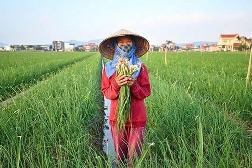 Đồng bằng sông Hồng đẩy mạnh kết nối nông sản, sẵn sàng phục vụ thị trường Tết