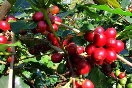 Ngành cà phê Việt Nam trước ngưỡng tái cấu trúc chuỗi giá trị
