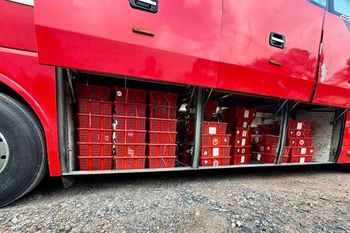 Bắt giữ gần một tấn rắn hổ mang đang được vận chuyển trái phép