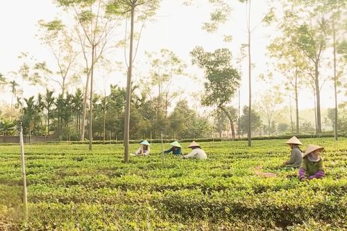 Hà Nội phát triển kinh tế vùng đồng bào dân tộc thiểu số