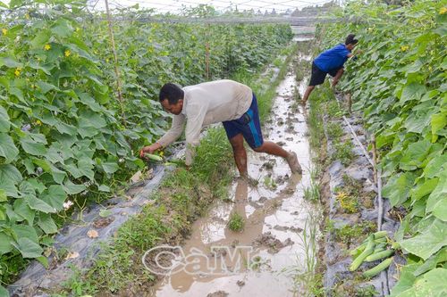Xã Hồng Dân giảm nghèo bền vững