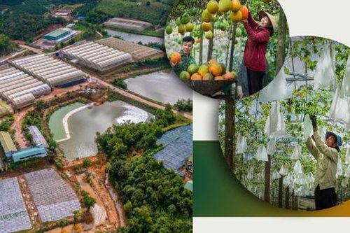 Lâm Đồng: Không 'lỡ nhịp' xây dựng nông thôn mới khi sắp xếp bộ máy